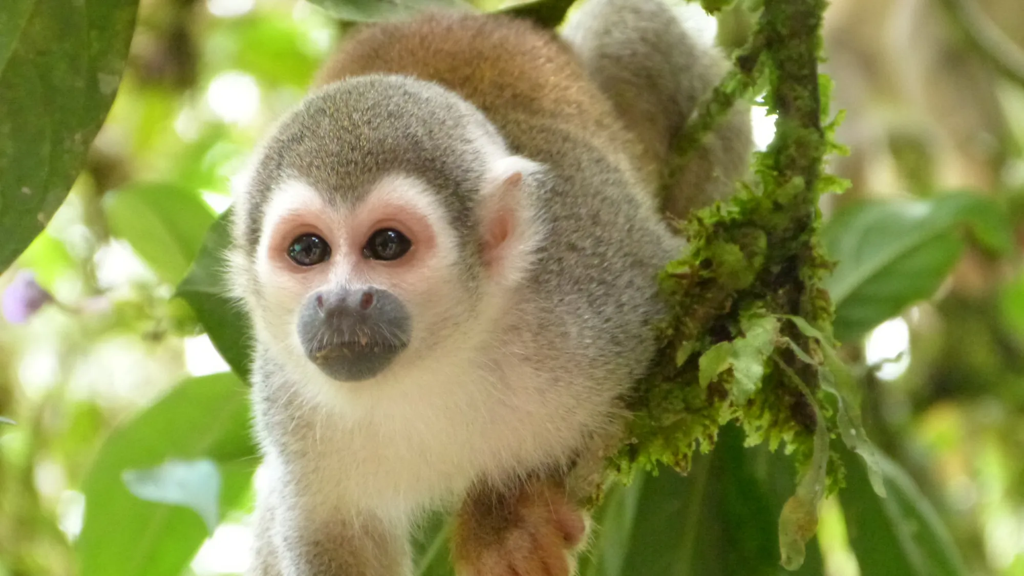 Muyundi Travel 2023, tourism company in Perú. Discover the magic of Peru. Immerse yourself in the Amazon jungle, contemplate the majestic Andes and let yourself be carried away by the history of the ancient Incas. Muyundi Travel invites you to explore every corner, so that your trip is unforgettable.