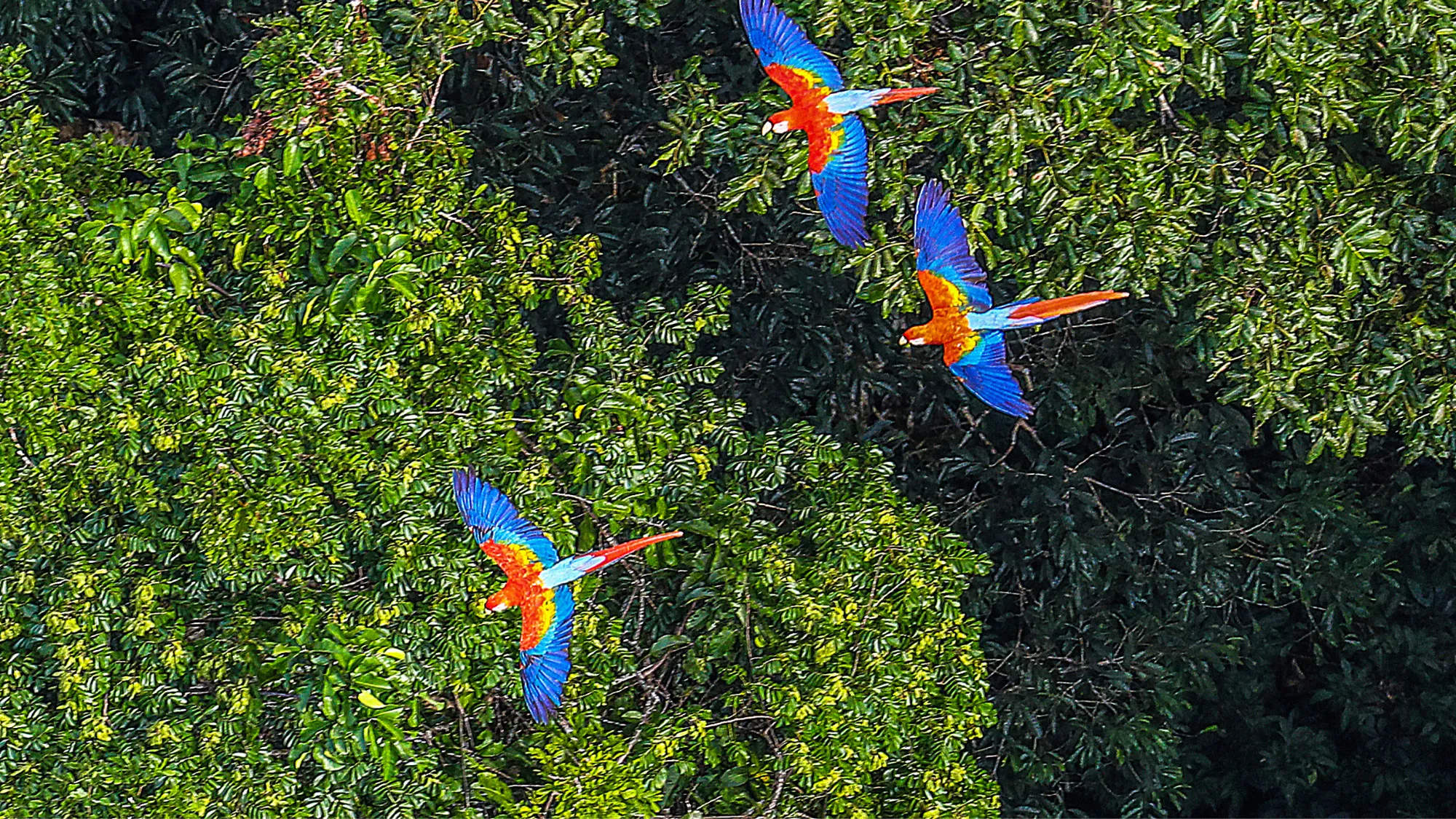 Muyundi Travel 2023, tourism company in Perú. Discover the magic of Peru. Immerse yourself in the Amazon jungle, contemplate the majestic Andes and let yourself be carried away by the history of the ancient Incas. Muyundi Travel invites you to explore every corner, so that your trip is unforgettable.