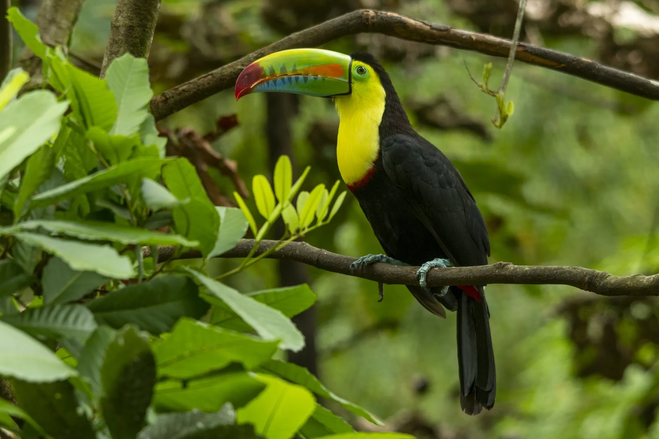 Muyundi Travel 2023, tourism company in Perú. Discover the magic of Peru. Immerse yourself in the Amazon jungle, contemplate the majestic Andes and let yourself be carried away by the history of the ancient Incas. Muyundi Travel invites you to explore every corner, so that your trip is unforgettable.