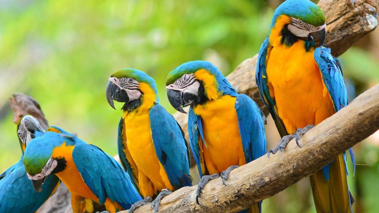 Muyundi Travel 2023, tourism company in Perú. Discover the magic of Peru. Immerse yourself in the Amazon jungle, contemplate the majestic Andes and let yourself be carried away by the history of the ancient Incas. Muyundi Travel invites you to explore every corner, so that your trip is unforgettable.