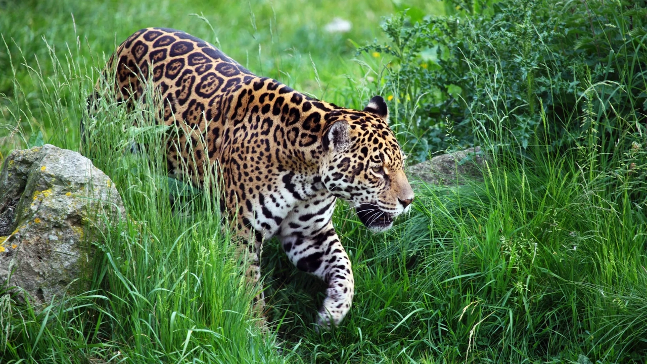 Muyundi Travel 2023, tourism company in Perú. Discover the magic of Peru. Immerse yourself in the Amazon jungle, contemplate the majestic Andes and let yourself be carried away by the history of the ancient Incas. Muyundi Travel invites you to explore every corner, so that your trip is unforgettable.