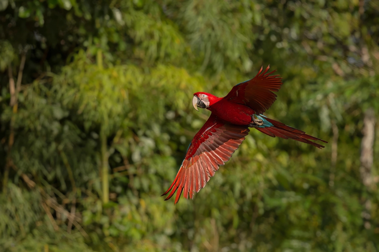Muyundi Travel 2023, tourism company in Perú. Discover the magic of Peru. Immerse yourself in the Amazon jungle, contemplate the majestic Andes and let yourself be carried away by the history of the ancient Incas. Muyundi Travel invites you to explore every corner, so that your trip is unforgettable.