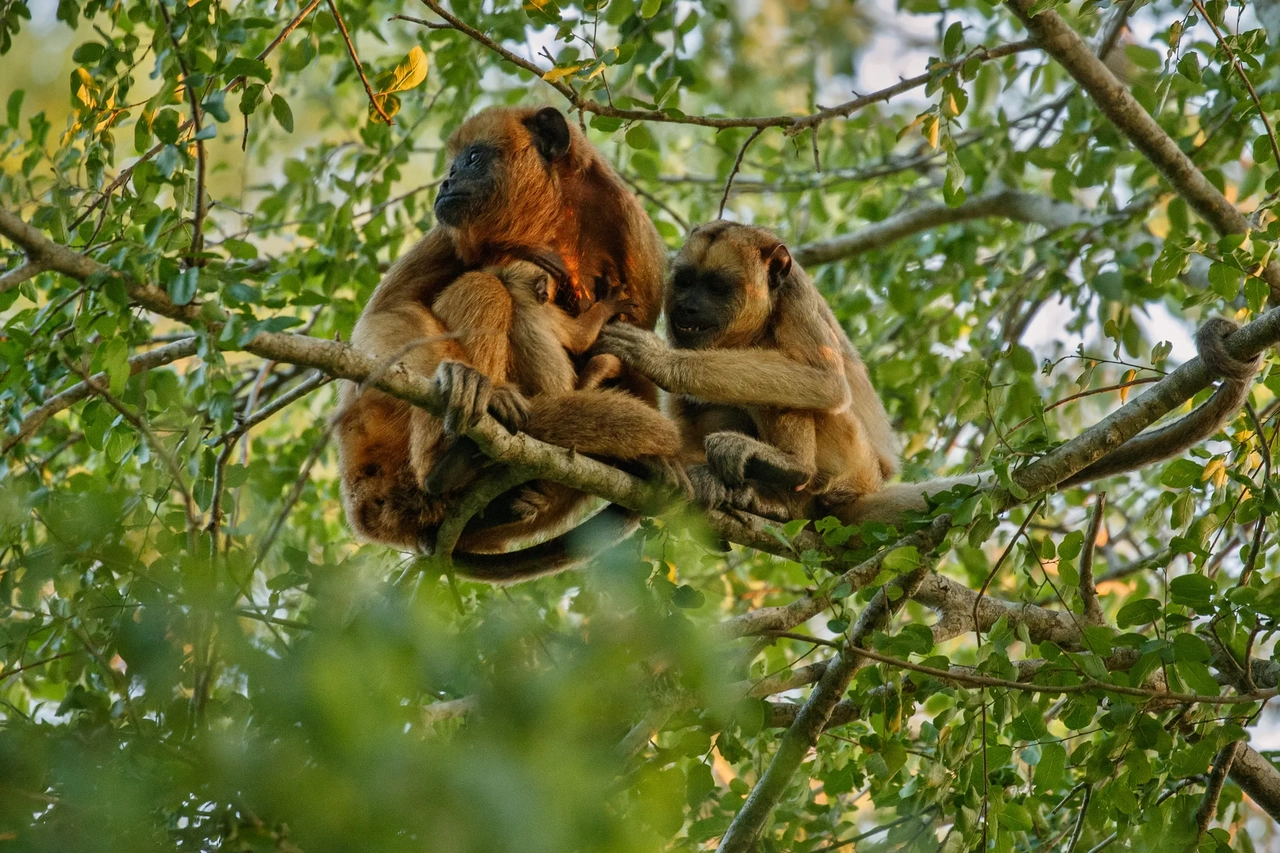 Muyundi Travel 2023, tourism company in Perú. Discover the magic of Peru. Immerse yourself in the Amazon jungle, contemplate the majestic Andes and let yourself be carried away by the history of the ancient Incas. Muyundi Travel invites you to explore every corner, so that your trip is unforgettable.