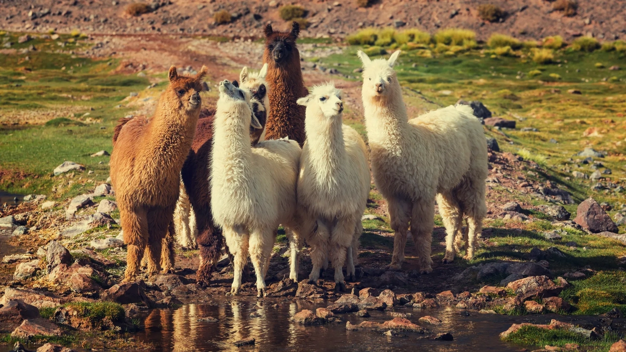 Muyundi Travel 2023, tourism company in Perú. Discover the magic of Peru. Immerse yourself in the Amazon jungle, contemplate the majestic Andes and let yourself be carried away by the history of the ancient Incas. Muyundi Travel invites you to explore every corner, so that your trip is unforgettable.